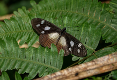 Acraea lycoa
