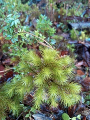 Dendroligotrichum dendroides