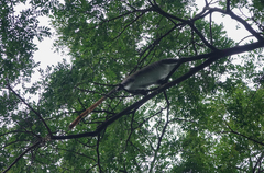 Cercopithecus ascanius