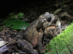 Phrynoidis juxtasper