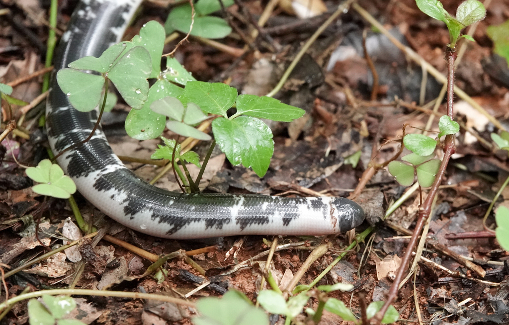 Blotched Blind Snake