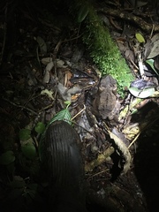 Phrynoidis juxtasper