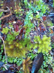 Dendroligotrichum dendroides