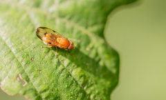 Minettia inusta