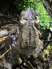 Phrynoidis juxtasper