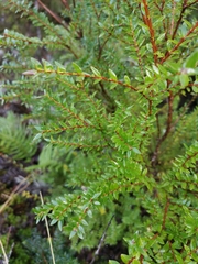 Metrosideros stipularis