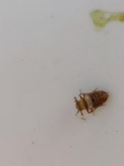 Conomelus
