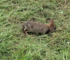 Sylvilagus floridanus