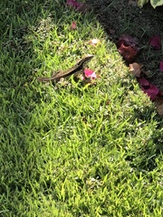 Leiocephalus psammodromus