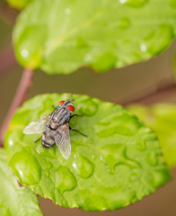 Dolichocolon paradoxum