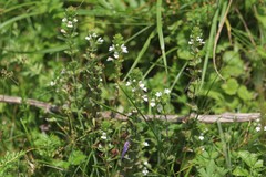 Euphrasia pectinata