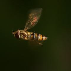 Episyrphus balteatus