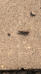 Trimerotropis fontana