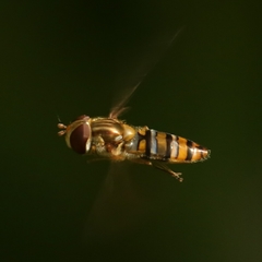 Episyrphus balteatus