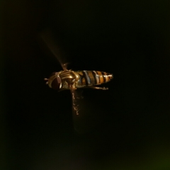 Episyrphus balteatus