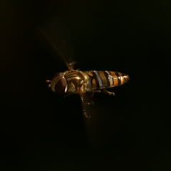Episyrphus balteatus
