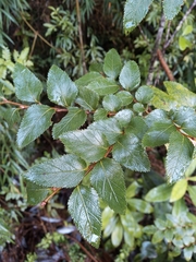 Nothofagus nitida