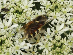 Stratiomys singularior