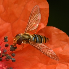 Episyrphus balteatus