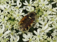 Stratiomys singularior