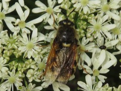 Stratiomys singularior