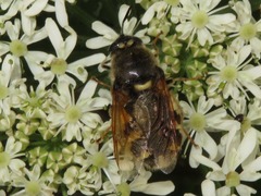 Stratiomys singularior