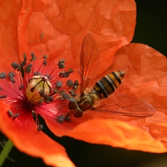 Episyrphus balteatus