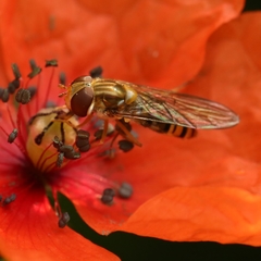 Episyrphus balteatus