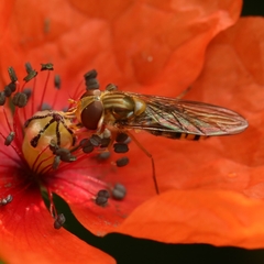 Episyrphus balteatus