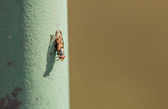 Herina lacustris