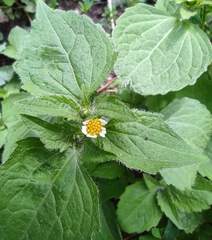 Galinsoga quadriradiata