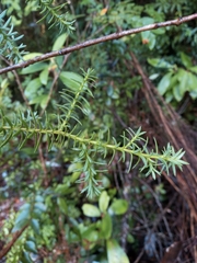 Podocarpus nubigenus