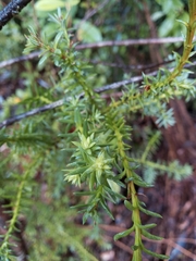 Podocarpus nubigenus