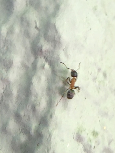 photo of Velvety Tree Ant (Liometopum occidentale)