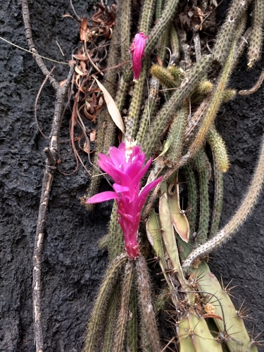Rattail cactus