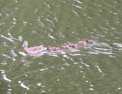 Anas platyrhynchos