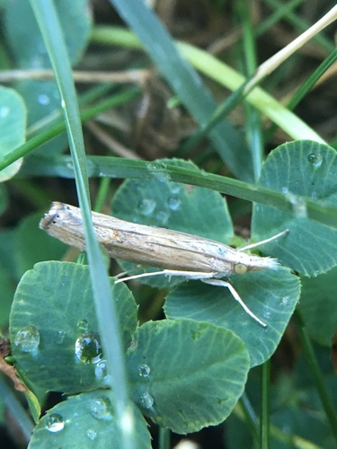 photo of Sod Webworm Moth (Pediasia trisecta)