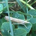 photo of Sod Webworm Moth (Pediasia trisecta)