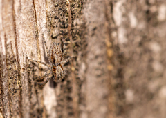 Menemerus taeniatus
