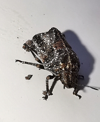 Psacasta tuberculata