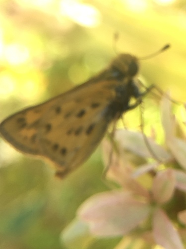 photo of Fiery Skipper (Hylephila phyleus)