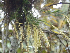 Frondaria caulescens
