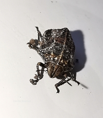 Psacasta tuberculata