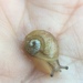 photo of Green Garden Snail (Cantareus apertus)