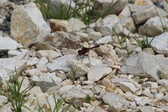 Sympetrum sanguineum