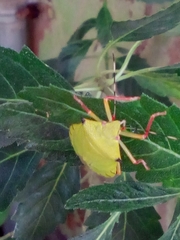 Hemiptera