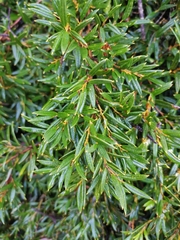 Philesia magellanica