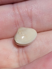 Tivela