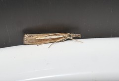 Agriphila selasella