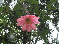 Passiflora cumbalensis